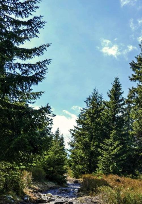 Hostel & Hotel Braunlage Εξωτερικό φωτογραφία
